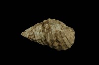 藏品(白葚蟹守螺)的圖片